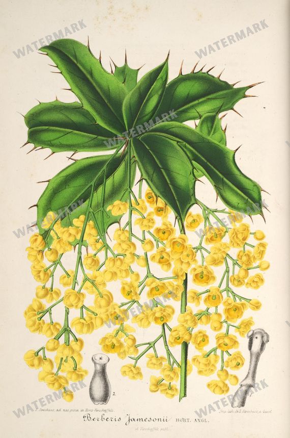 Floral Illustrations
