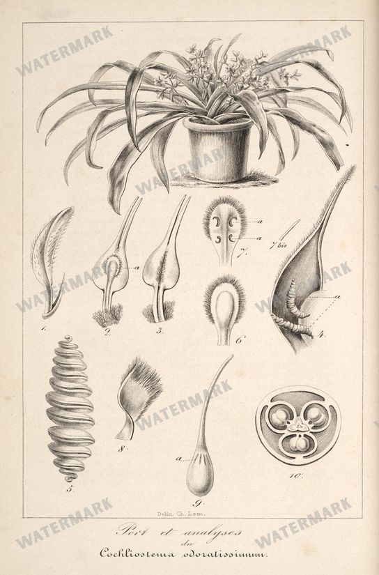 Floral Illustrations