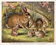 Animals Vintage Prints