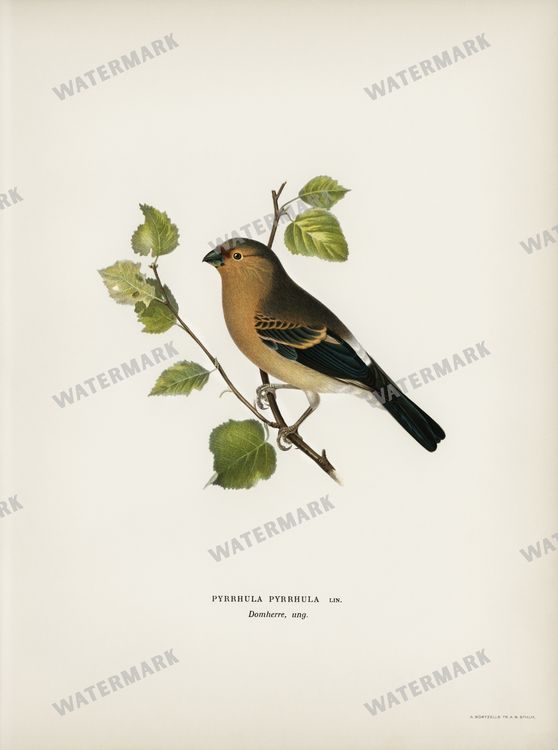 Birds Vintage Prints