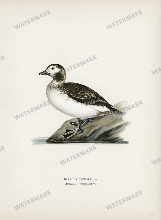 Birds Vintage Prints