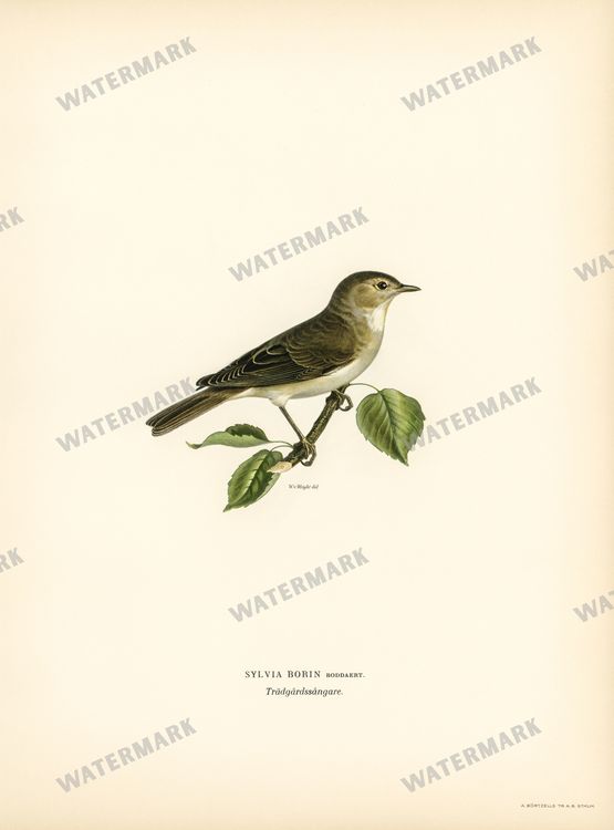 Birds Vintage Prints