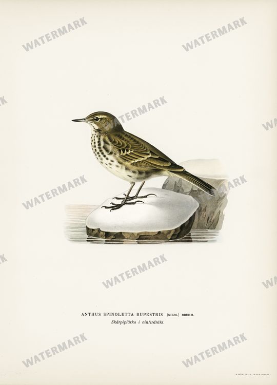 Birds Vintage Prints