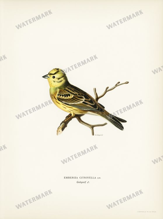 Birds Vintage Prints
