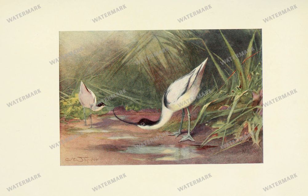 Birds Vintage Prints