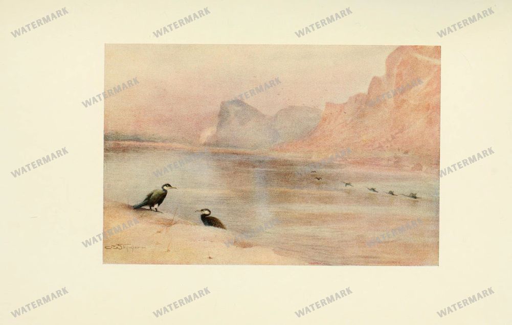 Birds Vintage Prints