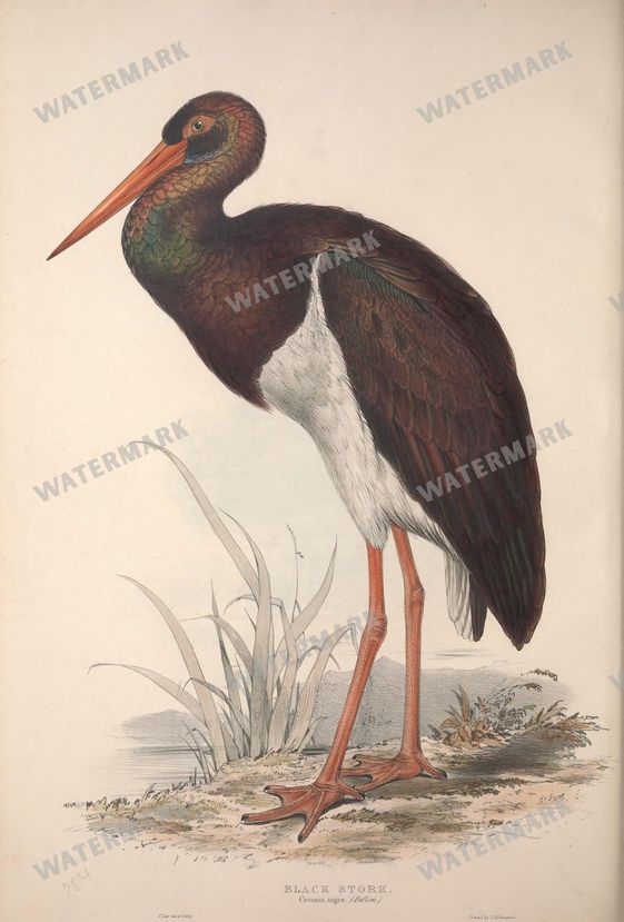 Birds Vintage Prints