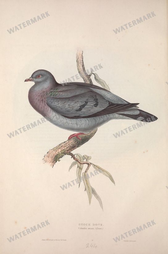 Birds Vintage Prints