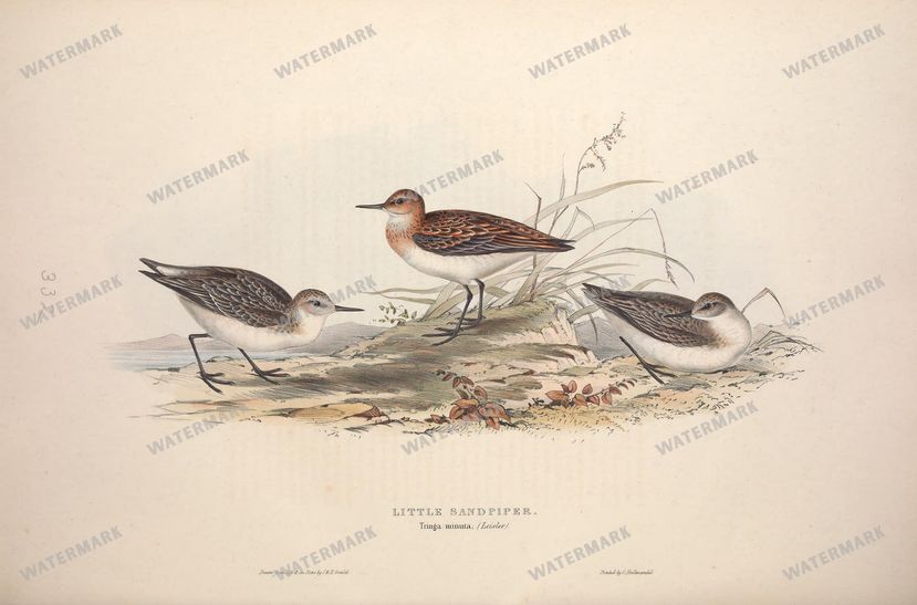 Birds Vintage Prints