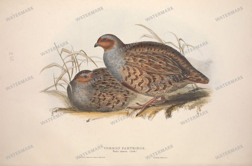 Birds Vintage Prints