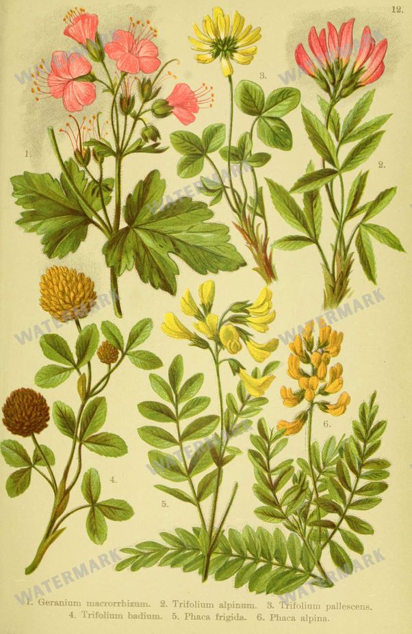 Botanical Alpen-Flora Vintage Prints
