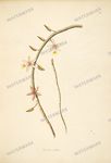 Botanical Plant Vintage Prints
