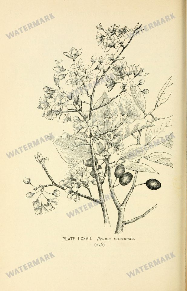 Botanical Sketches Vintage Prints