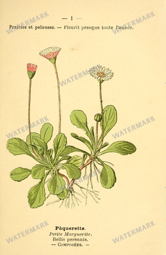 Botanical Vintage Prints