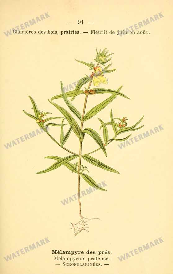 Botanical Vintage Prints