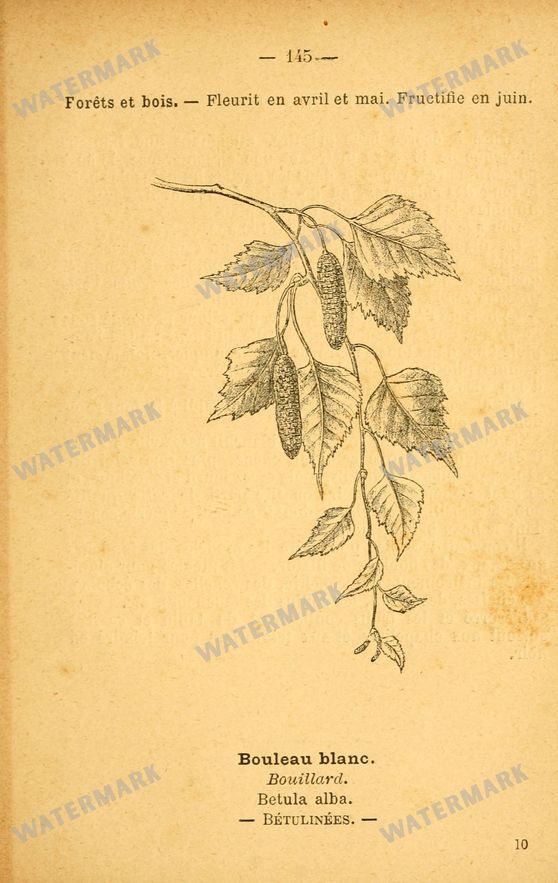 Botanical Vintage Prints