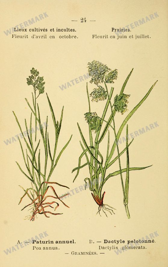 Botanical Vintage Prints