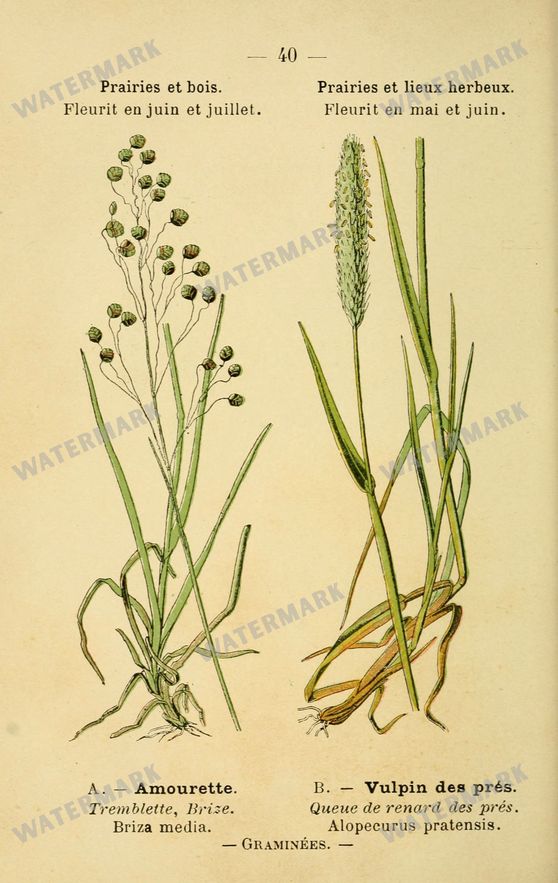 Botanical Vintage Prints