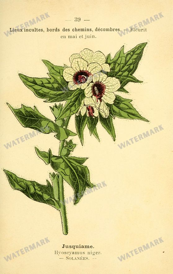 Botanical Vintage Prints