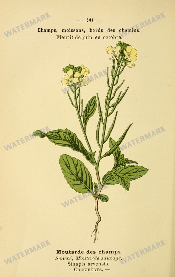 Botanical Vintage Prints