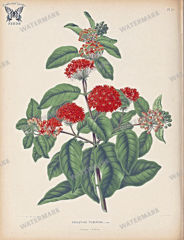 Botanical Vintage Prints