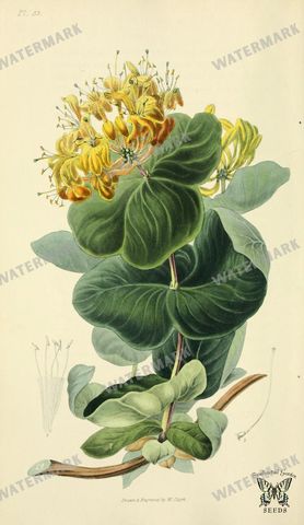 Botanical Vintage Prints