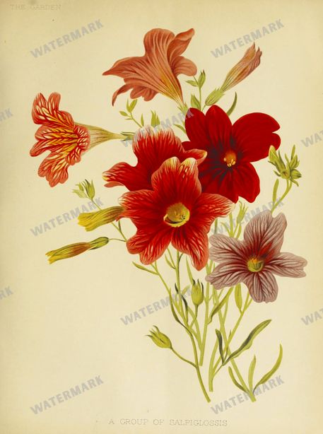 Botanical Vintage Prints