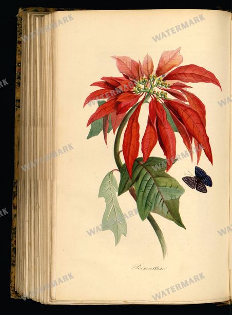 Botanical Vintage Prints