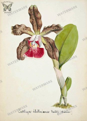 Botanical Vintage Prints