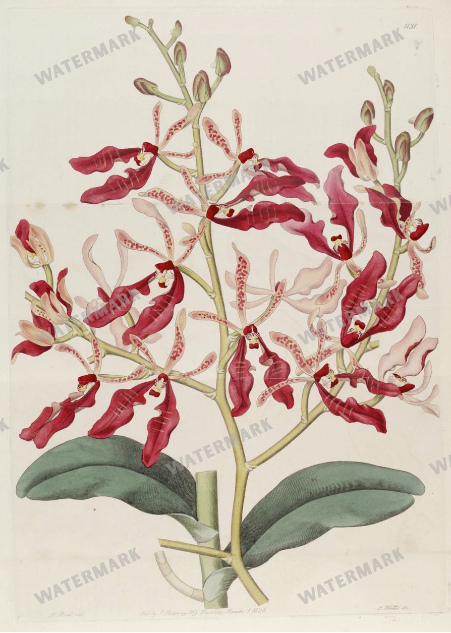 Botanical Vintage Prints