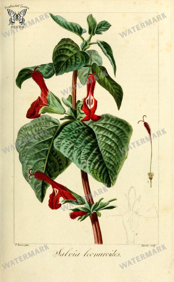 Botanical Vintage Prints