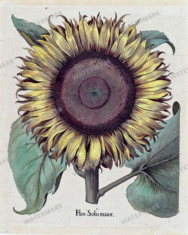 Botanical Vintage Prints