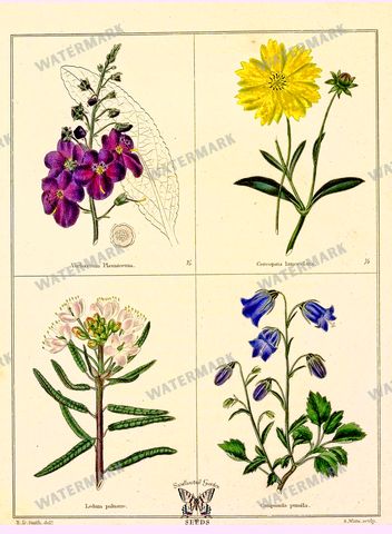 Botanical Vintage Prints