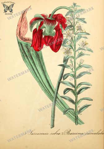 Botanical Vintage Prints