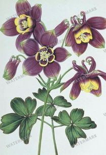 Botanical Vintage Prints