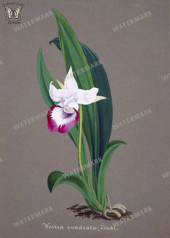 Botanical Vintage Prints