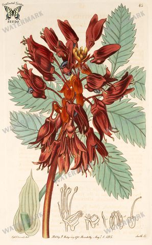 Botanical Vintage Prints