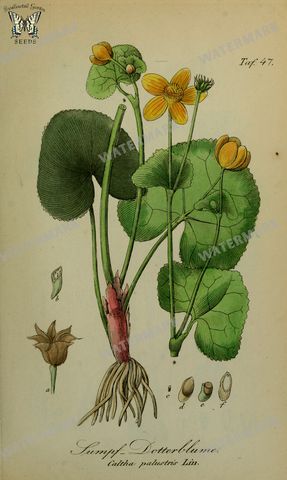Botanical Vintage Prints