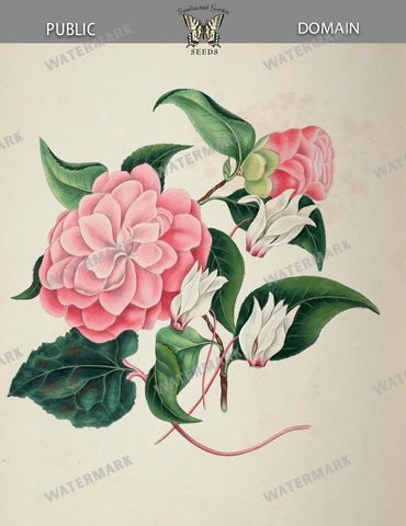 Botanical Vintage Prints