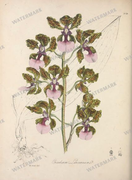 Botanical Vintage Prints