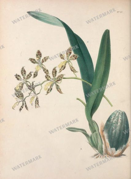 Botanical Vintage Prints
