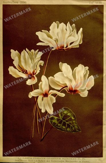 Botanical Vintage Prints