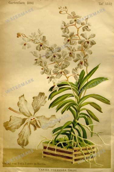Botanical Vintage Prints