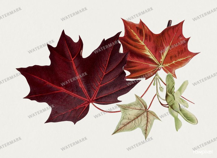 Botanical Vintage Prints