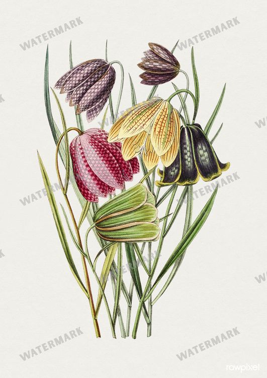 Botanical Vintage Prints
