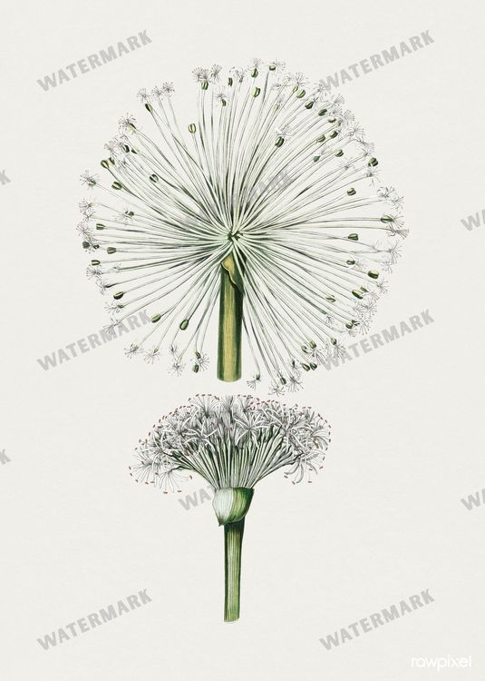 Botanical Vintage Prints