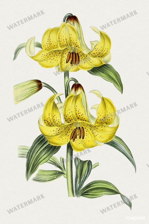 Botanical Vintage Prints