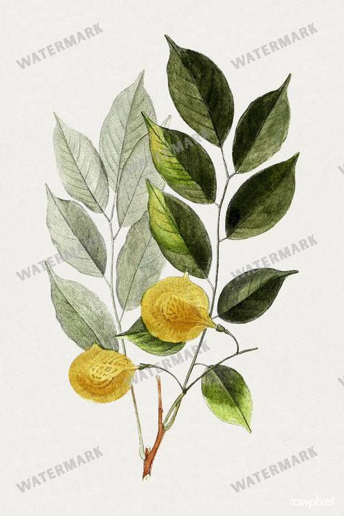 Botanical Vintage Prints