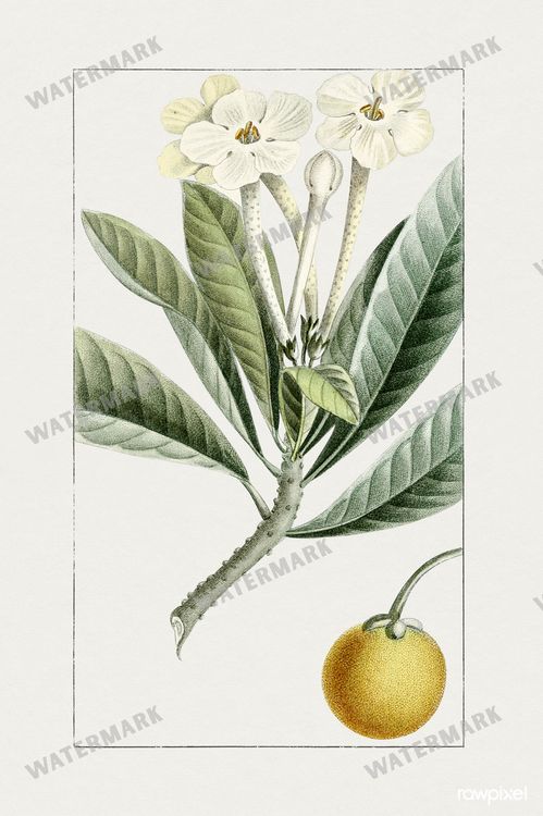 Botanical Vintage Prints