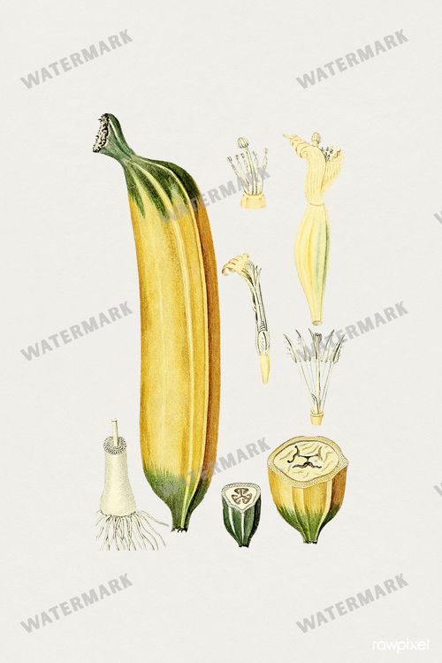 Botanical Vintage Prints